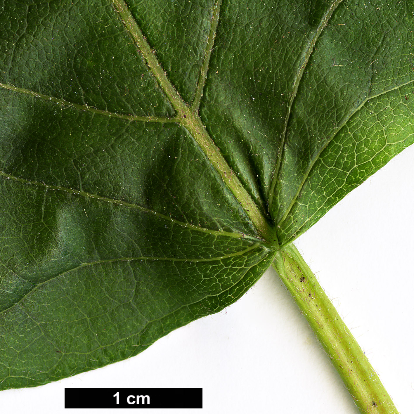 High resolution image: Family: Hydrangeaceae - Genus: Schizophragma - Taxon: hydrangeoides - SpeciesSub: f. quelpartensis High resolution image: Family: Hydrangeaceae - Genus: Schizophragma - Taxon: hydrangeoides - SpeciesSub: f. quelpartensis